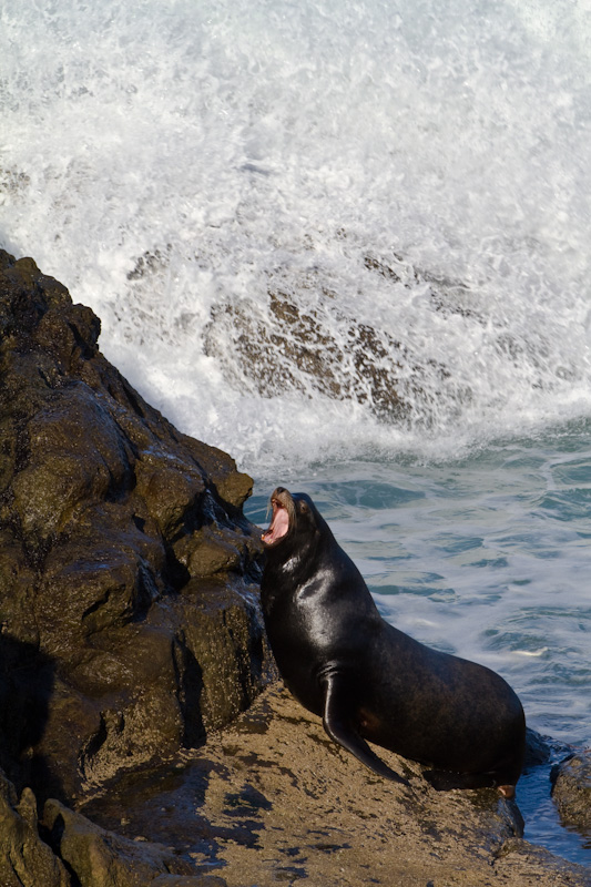 California Sea Lion